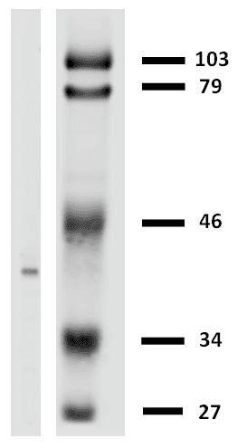 HLA-G Antibody (clone MEM-G/2)