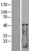 CEND1 Protein (Over-Expression Lysate Myc-DDK (Flag))