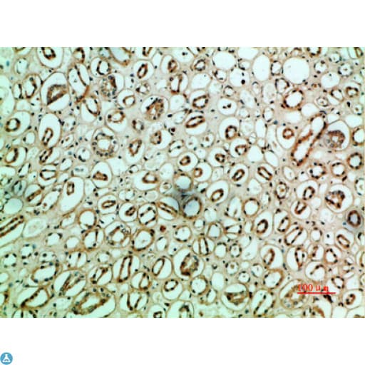 FN1 / Fibronectin Antibody