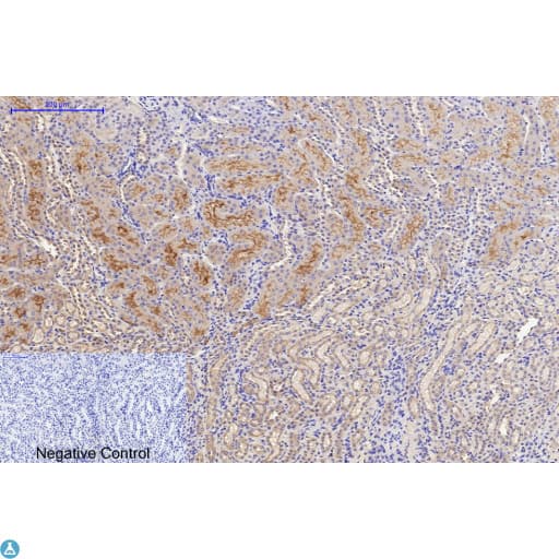 DDIT3 / CHOP Antibody