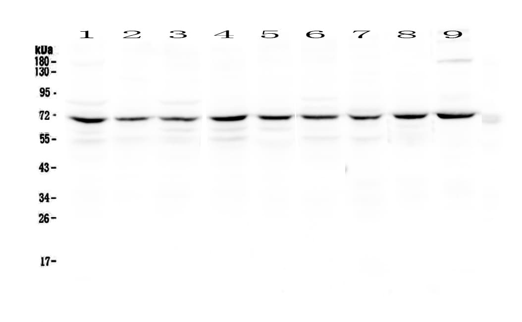 BIRC2 / cIAP1 Antibody