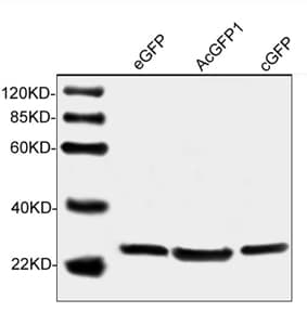 GFP Antibody (clone 5E5G11)