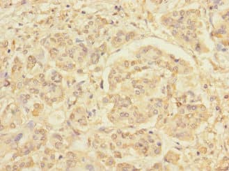 RXFP3 Antibody