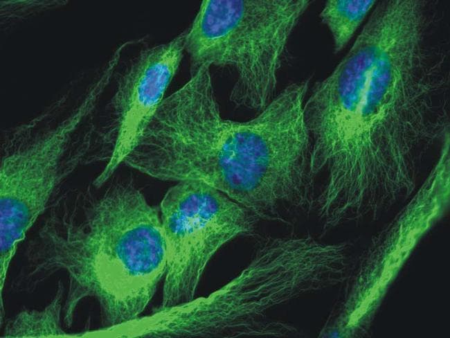 Alpha Tubulin Antibody (Amino Acid: 65-97, clone TU-01)