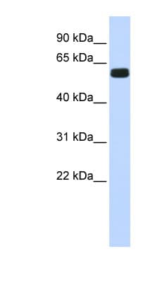 HIC2 Antibody (aa252-301)