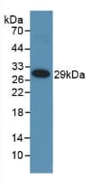 MMP25 / Leukolysin Antibody