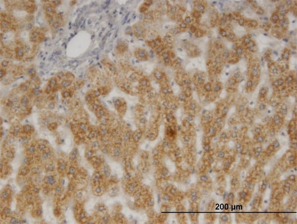 PTGES3 / p23 Antibody (clone 3H1-2A8)