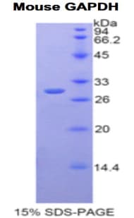 Mouse GAPDH Protein (Recombinant His)