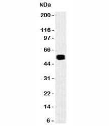 Monoclonal Mouse anti-Rat EPCAM Antibody (clone SPM535, IF, WB)