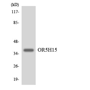 Polyclonal Rabbit anti-Human OR5H15 Antibody (aa226-275, WB)