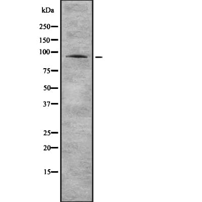 PIK4CB / PI4KB Antibody