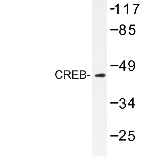 CREB1 / CREB Antibody (Val115)