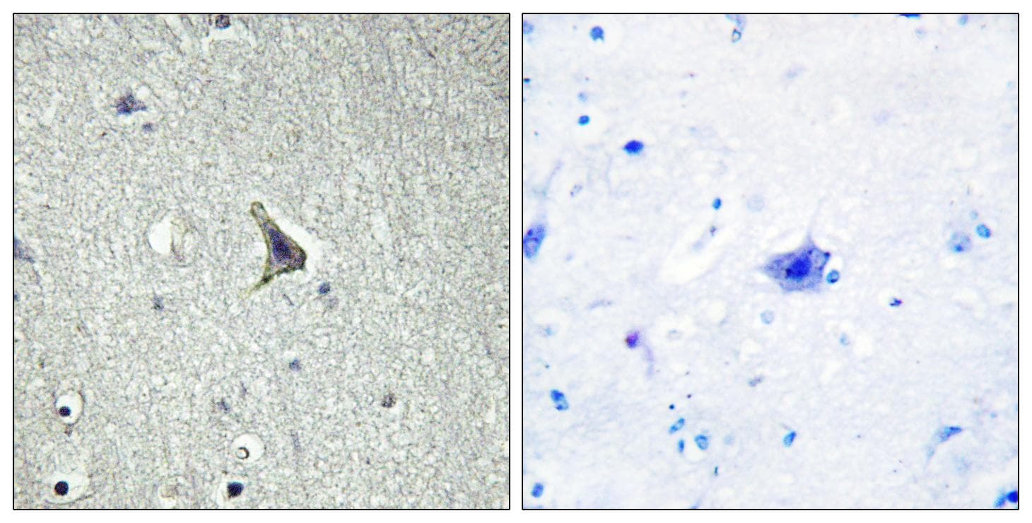 GPR137C / TM7SF1L2 Antibody