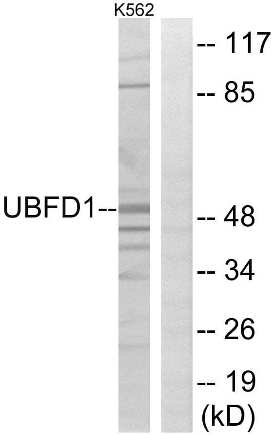 UBFD1 Antibody