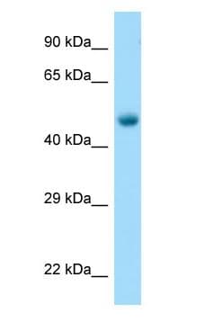 TUBB2A / Tubulin Beta 2A Antibody (C-Terminus)