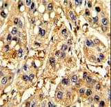 SFRP5 Antibody (aa219-248)