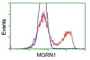 MGRN1 Antibody (clone OTI3C3)