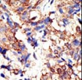 Ubiquilin 2 / UBQLN2 Antibody (aa20-50)