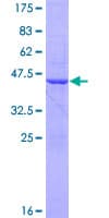 Human FAM96B Protein (Recombinant GST)