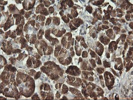 SYT4 Antibody (clone OTI4H3)
