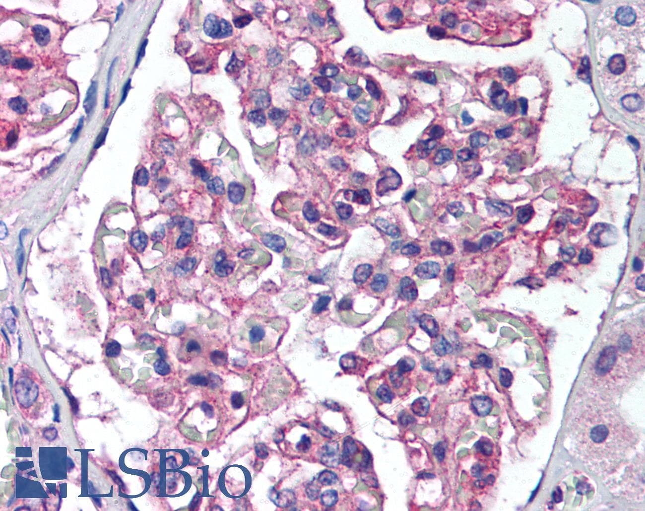 IHC-plus™ PTK2B / PYK2 Antibody (N-Terminus)