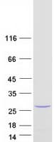 Human TAGLN3 / Neuronal Protein 22 (Recombinant Myc-DDK (Flag))