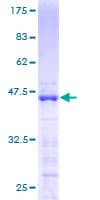 Human ZMAT4 Protein (Recombinant GST)