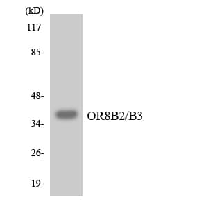 OR8B2+3 Antibody (aa189-238)