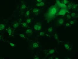 RBBP9 Antibody (clone OTI1C10)