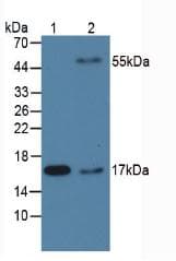 ppiA Antibody