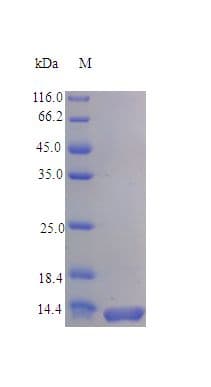 Rat CCL28 / MEC Protein (Recombinant)