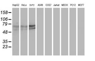 KEAP1 Antibody (clone OTI1B4, Carrier-free)