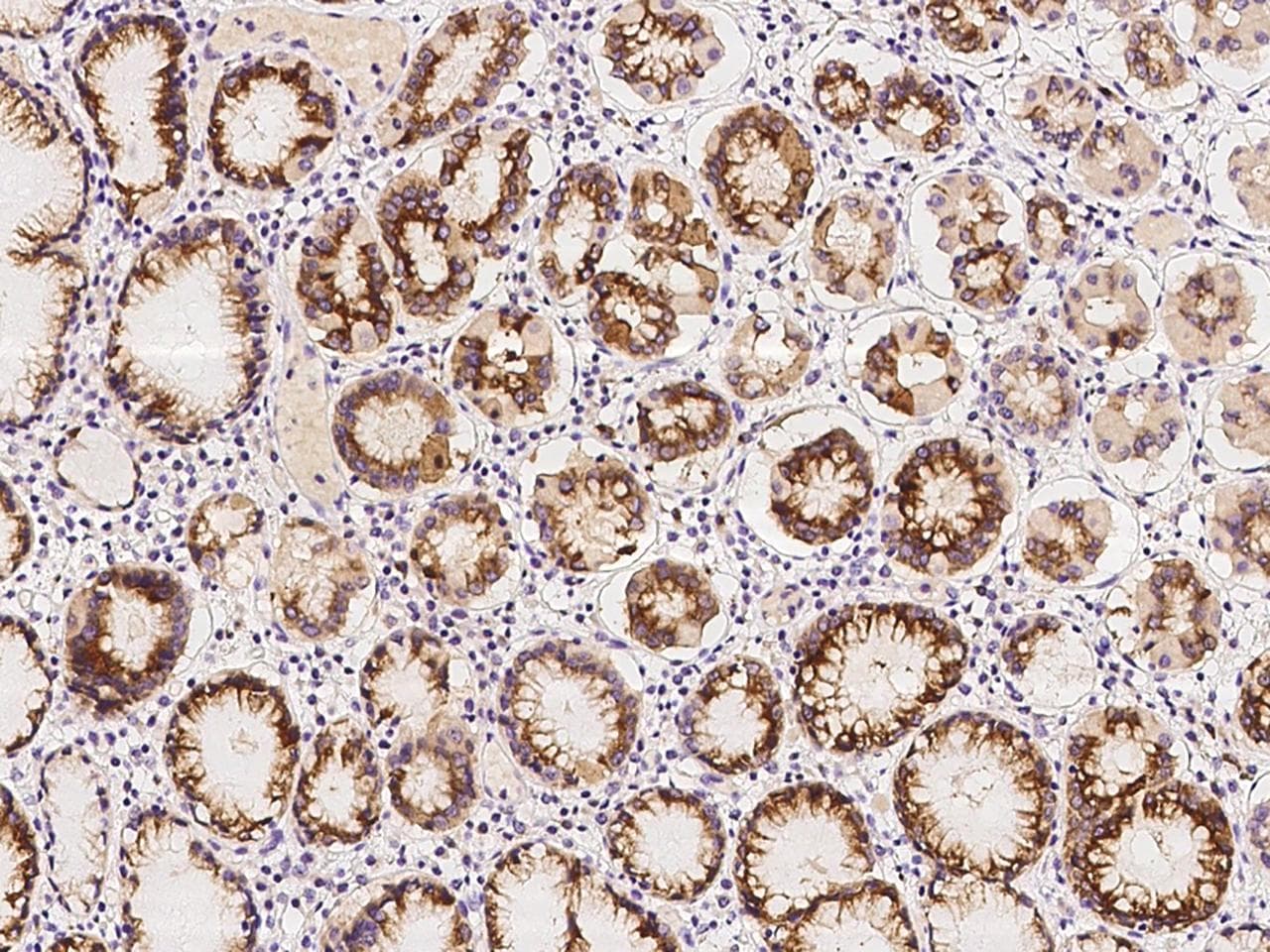 CGREF1 Antibody