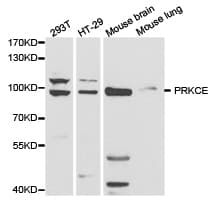 PRKCE / PKC-Epsilon Antibody