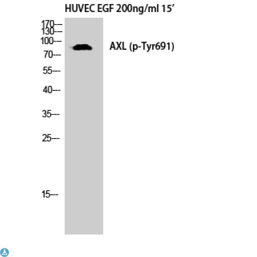 AXL Antibody