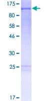 Human FAM13C1 / FAM13C Protein (Recombinant GST)