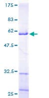 Human MRPL9 Protein (Recombinant GST)
