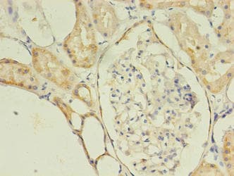 C10orf53 Antibody
