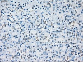 SORD / Sorbitol Dehydrogenase Antibody (clone OTI12A7)