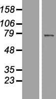 LCA3 / SPATA7 Protein (Over-Expression Lysate Myc-DDK (Flag))
