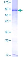 Human DNPEP Protein (Recombinant GST)