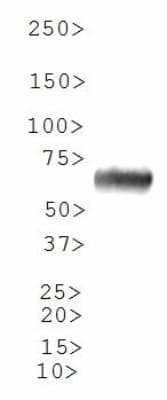 ILVBL Antibody