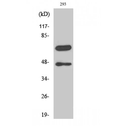 CASP8 / Caspase 8 Antibody (310-390 aa, C-terminal)
