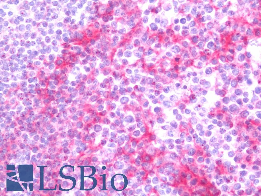 IHC-plus™ FLOT2 / Flotillin 2 Antibody (aa95-144)