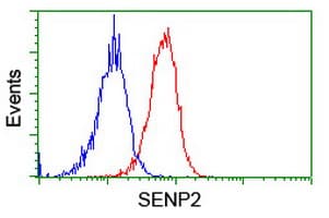 Monoclonal Mouse anti-Human SENP2 Antibody (clone OTI1H2, IHC, IF, WB)