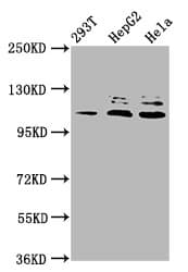 MLK4 / KIAA1804 Antibody