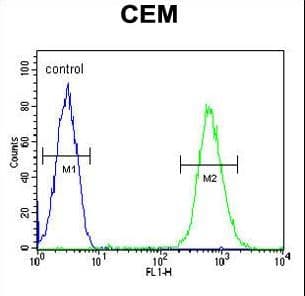 Polyclonal Rabbit anti-Human CD37 Antibody (aa101-130, WB)