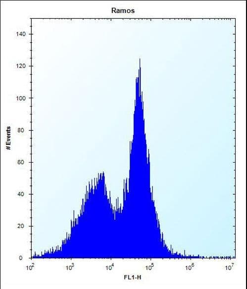 PHKG1 Antibody (aa302-331)