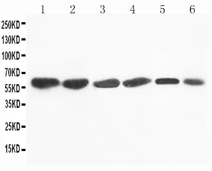 Polyclonal Rabbit anti-Human FMO4 Antibody (aa75-92, IHC, WB)
