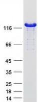Human MYBPC1 Protein (Recombinant Myc-DDK (Flag))